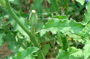  Developing Fruit